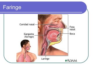 Faringe
 