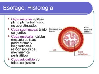 Esófago: Histología
 Capa mucosa: epitelio
plano pluriestratificado
no queratinizado.
 Capa submucosa: tejido
conjuntivo
 Capa muscular: cálulas
musculares lisas
perimetrales y
longitudinales,
responsables de
movimientos
peristálticos
 Capa adventicia de
tejido conjuntivo
 