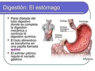 Digestión: El estómago
 Parte dilatada del
tubo digestivo
donde se completa
la digestión
mecánica y
continúa la
digestión química.
 El bolo alimenticio
se transforma en
una papilla llamada
quimo
 El esfinter pilórico
regula el vaciado
gástrico
 