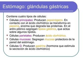 Estómago: glándulas gástricas
Contiene cuatro tipos de células:
 Células principales: Producen pepsinógeno. En
contacto con el ácido clorhídrico se transforma en
pepsina, enzima que degrada las proteínas. En el
antro pilórico segregan lipasa gástrica, que actúa
sobre algunos lípidos.
 Células parietales: Producen ácido clorhídrico.
 Células mucosas: Segregan mucosa protectora de la
pared del estómago.
 Células G: Producen gastrina (hormona que estimula
la secreción de ácido clorhídrico)
 
