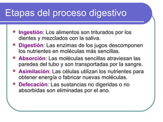 Etapas del proceso digestivo
 Ingestión: Los alimentos son triturados por los
dientes y mezclados con la saliva.
 Digestión: Las enzimas de los jugos descomponen
los nutrientes en moléculas más sencillas.
 Absorción: Las moléculas sencillas atraviesan las
paredes del tubo y son transportadas por la sangre.
 Asimilación: Las células utilizan los nutrientes para
obtener energía o fabricar nuevas moléculas.
 Defecación: Las sustancias no digeridas o no
absorbidas son eliminadas por el ano.
 