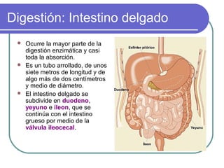 Digestión: Intestino delgado
 Ocurre la mayor parte de la
digestión enzimática y casi
toda la absorción.
 Es un tubo arrollado, de unos
siete metros de longitud y de
algo más de dos centímetros
y medio de diámetro.
 El intestino delgado se
subdivide en duodeno,
yeyuno e íleon, que se
continúa con el intestino
grueso por medio de la
válvula ileocecal.
 