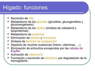 Hígado: funciones
 Secreción de bilis
 Metabolismo de los glúcidos (glucólisis, glucogenólisis y
gluconeogénesis)
 Metabolismo de los lípidos (síntesis de colesterol y
lipoproteínas)
 Metabolismo de proteínas
 Eliminación de toxinas y hormonas
 Síntesis de factores de coagulación
 Depósito de muchas sustancias (hierro, vitaminas, …)
 Eliminación de eritrocitos envejecidos por las células de
Kupffer
 Activación de vitamina D
 Formación y excreción de bilirrubina por degradación de la
hemoglobina
 