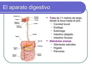 El aparato digestivo
 Tubo de 11 metros de largo,
desde la boca hasta el ano.
 Cavidad bucal
 Esófago
 Estómago
 Intestino delgado
 Intestino Grueso
 Glándulas anexas
 Glándulas salivales
 Hígado
 Páncreas
 