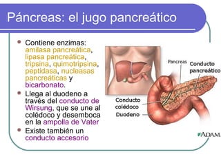 Páncreas: el jugo pancreático
 Contiene enzimas:
amilasa pancreática,
lipasa pancreática,
tripsina, quimotripsina,
peptidasa, nucleasas
pancreáticas y
bicarbonato.
 Llega al duodeno a
través del conducto de
Wirsung, que se une al
colédoco y desemboca
en la ampolla de Vater
 Existe también un
conducto accesorio
 