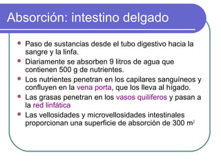 Absorción: intestino delgado
 Paso de sustancias desde el tubo digestivo hacia la
sangre y la linfa.
 Diariamente se absorben 9 litros de agua que
contienen 500 g de nutrientes.
 Los nutrientes penetran en los capilares sanguíneos y
confluyen en la vena porta, que los lleva al hígado.
 Las grasas penetran en los vasos quilíferos y pasan a
la red linfática
 Las vellosidades y microvellosidades intestinales
proporcionan una superficie de absorción de 300 m2
 