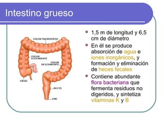 Intestino grueso
 1,5 m de longitud y 6,5
cm de diámetro
 En él se produce
absorción de agua e
iones inorgánicos, y
formación y eliminación
de heces fecales
 Contiene abundante
flora bacteriana que
fermenta residuos no
digeridos, y sintetiza
vitaminas K y B
 