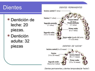 Dientes
Dentición de
leche: 20
piezas.
Dentición
adulta: 32
piezas
 