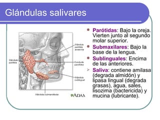 Glándulas salivares
 Parótidas: Bajo la oreja.
Vierten junto al segundo
molar superior.
 Submaxilares: Bajo la
base de la lengua.
 Sublinguales: Encima
de las anteriores.
 Saliva: contiene amilasa
(degrada almidón) y
lipasa lingual (degrada
grasas), agua, sales,
lisozima (bactericida) y
mucina (lubricante).
 