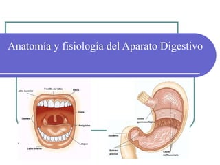 Anatomía y fisiología del Aparato Digestivo
 