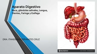 Aparato Digestivo
Boca, glándulas salivales, Lengua,
Dientes, Faringe y Esófago
DRA. ITANDEHUI CERVANTES CRUZ
 