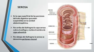 Aparato Digestivo 1RA PARTE pptx aparato-digestivo-1ra-parte-pptx