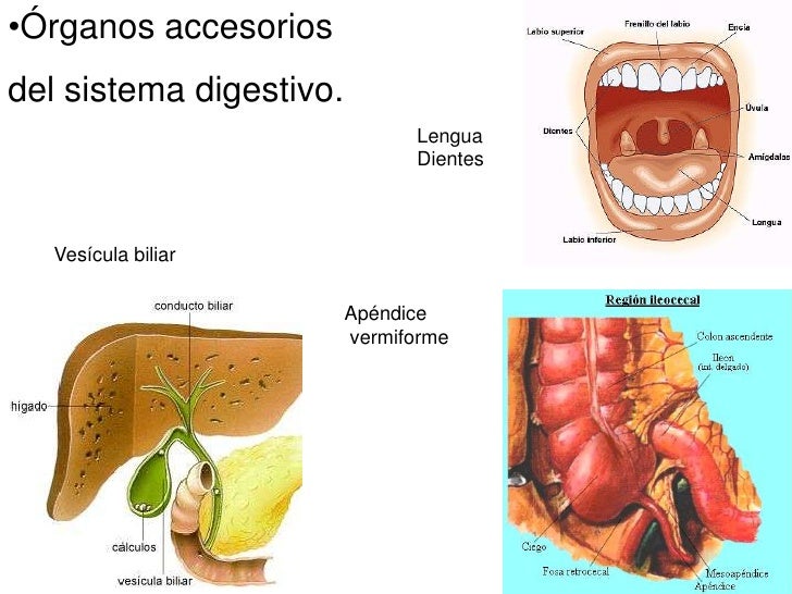 Aparato digestivo2