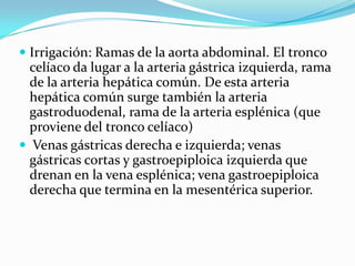  Irrigación: Ramas de la aorta abdominal. El tronco
  celíaco da lugar a la arteria gástrica izquierda, rama
  de la arteria hepática común. De esta arteria
  hepática común surge también la arteria
  gastroduodenal, rama de la arteria esplénica (que
  proviene del tronco celíaco)
 Venas gástricas derecha e izquierda; venas
  gástricas cortas y gastroepiploica izquierda que
  drenan en la vena esplénica; vena gastroepiploica
  derecha que termina en la mesentérica superior.
 