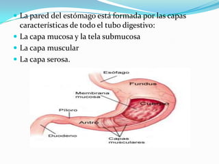  La pared del estómago está formada por las capas
  características de todo el tubo digestivo:
 La capa mucosa y la tela submucosa
 La capa muscular
 La capa serosa.
 