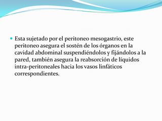  Esta sujetado por el peritoneo mesogastrio, este
 peritoneo asegura el sostén de los órganos en la
 cavidad abdominal suspendiéndolos y fijándolos a la
 pared, también asegura la reabsorción de líquidos
 intra-peritoneales hacia los vasos linfáticos
 correspondientes.
 