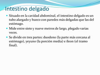 Intestino delgado
 Situado en la cavidad abdominal, el intestino delgado es un
  tubo alargado y hueco con paredes más delgadas que las del
  estómago.
 Mide entre siete y nueve metros de largo, plegado varias
  veces.
 Se divide en tres partes: duodeno (la parte más cercana al
  estómago), yeyuno (la porción media) e íleon (el tramo
  final).
 