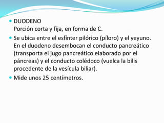  DUODENO
  Porción corta y fija, en forma de C.
 Se ubica entre el esfínter pilórico (píloro) y el yeyuno.
  En el duodeno desembocan el conducto pancreático
  (transporta el jugo pancreático elaborado por el
  páncreas) y el conducto colédoco (vuelca la bilis
  procedente de la vesícula biliar).
 Mide unos 25 centímetros.
 