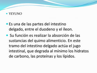  YEYUNO


 Es una de las partes del intestino
 delgado, entre el duodeno y el íleon.
 Su función es realizar la absorción de las
 sustancias del quimo alimenticio. En este
 tramo del intestino delgado actúa el jugo
 intestinal, que degrada al mínimo los hidratos
 de carbono, las proteínas y los lípidos.
 