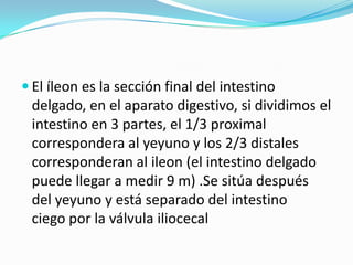  El íleon es la sección final del intestino
 delgado, en el aparato digestivo, si dividimos el
 intestino en 3 partes, el 1/3 proximal
 correspondera al yeyuno y los 2/3 distales
 corresponderan al ileon (el intestino delgado
 puede llegar a medir 9 m) .Se sitúa después
 del yeyuno y está separado del intestino
 ciego por la válvula iliocecal
 