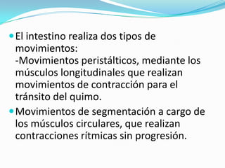  El intestino realiza dos tipos de
  movimientos:
  -Movimientos peristálticos, mediante los
  músculos longitudinales que realizan
  movimientos de contracción para el
  tránsito del quimo.
 Movimientos de segmentación a cargo de
  los músculos circulares, que realizan
  contracciones rítmicas sin progresión.
 