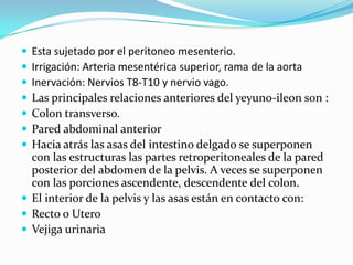  Esta sujetado por el peritoneo mesenterio.
 Irrigación: Arteria mesentérica superior, rama de la aorta
 Inervación: Nervios T8-T10 y nervio vago.
 Las principales relaciones anteriores del yeyuno-ileon son :
 Colon transverso.
 Pared abdominal anterior
 Hacia atrás las asas del intestino delgado se superponen
  con las estructuras las partes retroperitoneales de la pared
  posterior del abdomen de la pelvis. A veces se superponen
  con las porciones ascendente, descendente del colon.
 El interior de la pelvis y las asas están en contacto con:
 Recto o Utero
 Vejiga urinaria
 