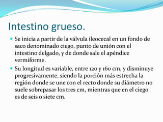 Intestino grueso.
 Se inicia a partir de la válvula ileocecal en un fondo de
  saco denominado ciego, punto de unión con el
  intestino delgado, y de donde sale el apéndice
  vermiforme.
 Su longitud es variable, entre 120 y 160 cm, y disminuye
  progresivamente, siendo la porción más estrecha la
  región donde se une con el recto donde su diámetro no
  suele sobrepasar los tres cm, mientras que en el ciego
  es de seis o siete cm.
 