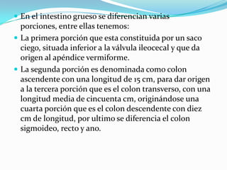  En el intestino grueso se diferencian varias
  porciones, entre ellas tenemos:
 La primera porción que esta constituida por un saco
  ciego, situada inferior a la válvula ileocecal y que da
  origen al apéndice vermiforme.
 La segunda porción es denominada como colon
  ascendente con una longitud de 15 cm, para dar origen
  a la tercera porción que es el colon transverso, con una
  longitud media de cincuenta cm, originándose una
  cuarta porción que es el colon descendente con diez
  cm de longitud, por ultimo se diferencia el colon
  sigmoideo, recto y ano.
 