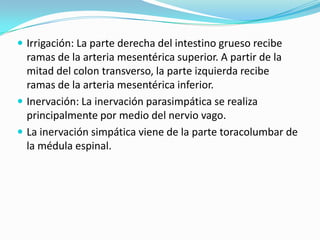  Irrigación: La parte derecha del intestino grueso recibe
  ramas de la arteria mesentérica superior. A partir de la
  mitad del colon transverso, la parte izquierda recibe
  ramas de la arteria mesentérica inferior.
 Inervación: La inervación parasimpática se realiza
  principalmente por medio del nervio vago.
 La inervación simpática viene de la parte toracolumbar de
  la médula espinal.
 