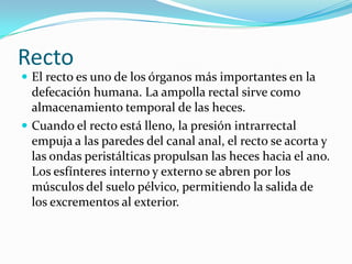 Recto
 El recto es uno de los órganos más importantes en la
  defecación humana. La ampolla rectal sirve como
  almacenamiento temporal de las heces.
 Cuando el recto está lleno, la presión intrarrectal
  empuja a las paredes del canal anal, el recto se acorta y
  las ondas peristálticas propulsan las heces hacia el ano.
  Los esfínteres interno y externo se abren por los
  músculos del suelo pélvico, permitiendo la salida de
  los excrementos al exterior.
 