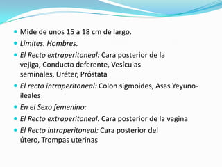  Mide de unos 15 a 18 cm de largo.
 Limites. Hombres.
 El Recto extraperitoneal: Cara posterior de la
    vejiga, Conducto deferente, Vesículas
    seminales, Uréter, Próstata
   El recto intraperitoneal: Colon sigmoides, Asas Yeyuno-
    ileales
   En el Sexo femenino:
   El Recto extraperitoneal: Cara posterior de la vagina
   El Recto intraperitoneal: Cara posterior del
    útero, Trompas uterinas
 