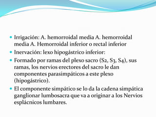  Irrigación: A. hemorroidal media A. hemorroidal
  media A. Hemorroidal inferior o rectal inferior
 Inervación: lexo hipogástrico inferior:
 Formado por ramas del plexo sacro (S2, S3, S4), sus
  ramas, los nervios erectores del sacro le dan
  componentes parasimpáticos a este plexo
  (hipogástrico).
 El componente simpático se lo da la cadena simpática
  ganglionar lumbosacra que va a originar a los Nervios
  esplácnicos lumbares.
 