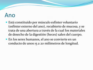 Ano
 Está constituido por músculo esfínter voluntario
  (esfínter externo del ano), recubierto de mucosa, y se
  trata de una abertura a través de la cual los materiales
  de desecho de la digestión (heces) salen del cuerpo.
 En los seres humanos, el ano se convierte en un
  conducto de unos 15 a 20 milímetros de longitud.
 