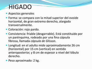 HIGADO
 Aspectos generales
 Forma: se compara con la mitad superior del ovoide
    horizontal, de gran extremo derecho, alargado
    transversalmente.
   Coloración: rojo pardo.
   Consistencia: friable (desgarrable). Está constituido por
    un parénquima, rodeado por una fina cápsula
    fibrosa, llamada cápsula de Glisson.
   Longitud: en el adulto mide aproximadamente 26 cm
    (horizontal) por 15 cm (vertical) en sentido
    anteroposterior, y 8 cm de espesor a nivel del lóbulo
    derecho.
   Peso aproximado: 2 kg.
 