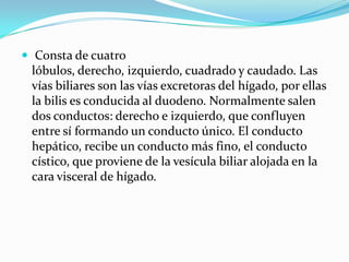  Consta de cuatro
 lóbulos, derecho, izquierdo, cuadrado y caudado. Las
 vías biliares son las vías excretoras del hígado, por ellas
 la bilis es conducida al duodeno. Normalmente salen
 dos conductos: derecho e izquierdo, que confluyen
 entre sí formando un conducto único. El conducto
 hepático, recibe un conducto más fino, el conducto
 cístico, que proviene de la vesícula biliar alojada en la
 cara visceral de hígado.
 
