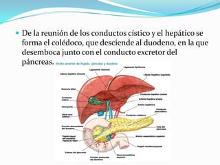  De la reunión de los conductos cístico y el hepático se
  forma el colédoco, que desciende al duodeno, en la que
  desemboca junto con el conducto excretor del
  páncreas.
 
