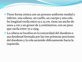  Tiene forma cónica con un proceso uniforme medial e
  inferior, una cabeza, un cuello, un cuerpo y una cola.
  Su longitud oscila entre 15 a 23 cm, tiene un ancho de
  unos 4 cm y un grosor de 5 centímetros; con un peso
  que oscila entre 70 a 150g.
 La cabeza se localiza en la concavidad del duodeno o
  asa duodenal formada por las tres primeras porciones
  del duodeno y la cola asciende oblicuamente hacia la
  izquierda.
 