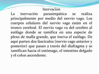 Inervacion
La inervación parasimpática se realiza
principalmente por medio del nervio vago. Los
cuerpos celulares del nervio vago están en el
tronco cerebral. El nervio vago va del cerebro al
esófago donde se ramifica en una especie de
plexo de malla grande, que inerva el esófago. De
aquí parten dos fascículos (nervio vago anterior y
posterior) que pasan a través del diafragma y se
ramifican hacia el estómago, el intestino delgado
y el colon ascendente.
 