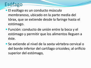 Esófago
 El esófago es un conducto músculo
  membranoso, ubicado en la parte media del
  tórax, que se extiende desde la faringe hasta el
  estómago.
 Función: conducto de unión entre la boca y el
  estómago y permitir que los alimentos lleguen a
  éste.
 Se extiende al nivel de la sexta vértebra cervical o
  del borde inferior del cartílago cricoides; al orificio
  superior del estómago,
 