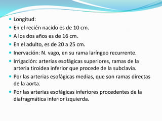  Longitud:
 En el recién nacido es de 10 cm.
 A los dos años es de 16 cm.
 En el adulto, es de 20 a 25 cm.
 Inervación: N. vago, en su rama laríngeo recurrente.
 Irrigación: arterias esofágicas superiores, ramas de la
  arteria tiroidea inferior que procede de la subclavia.
 Por las arterias esofágicas medias, que son ramas directas
  de la aorta.
 Por las arterias esofágicas inferiores procedentes de la
  diafragmática inferior izquierda.
 
