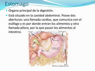 Estomago
 Órgano principal de la digestión.
 Está situado en la cavidad abdominal. Posee dos
  aberturas: una llamada cardias, que comunica con el
  esófago y es por donde entran los alimentos y otra
  llamada píloro, por la que pasan los alimentos al
  intestino.
 