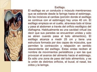 Esófago.
El esófago es un conducto o músculo membranoso
que se extiende desde la faringe hasta el estómago.
De los incisivos al cardias (porción donde el esófago
se continua con el estómago) hay unos 40 cm. El
esófago empieza en el cuello, atraviesa todo el tórax
y pasa al abdomen a través del orificio esofágico del
diafragma. Habitualmente es una cavidad virtual (es
decir que sus paredes se encuentran unidas y solo
se abren cuando pasa el bolo alimenticio). El
esófago alcanza a medir 25 cm y tiene una
estructura formada por dos capas de músculos, que
permiten la contracción y relajación en sentido
descendente del esófago. Estas ondas reciben el
nombre de movimientos peristálticos y son las que
provocan el avance del alimento hacia el estómago.
Es sólo una zona de paso del bolo alimenticio, y es
la unión de distintos orificios, el bucal, el nasal, los
oídos y la laringe.
 