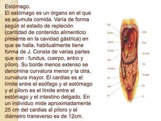 Estómago.
El estómago es un órgano en el que
se acumula comida. Varía de forma
según el estado de repleción
(cantidad de contenido alimenticio
presente en la cavidad gástrica) en
que se halla, habitualmente tiene
forma de J. Consta de varias partes
que son : fundus, cuerpo, antro y
píloro. Su borde menos extenso se
denomina curvatura menor y la otra,
curvatura mayor. El cardias es el
límite entre el esófago y el estómago
y el píloro es el límite entre el
estómago y el intestino delgado. En
un individuo mide aproximadamente
25 cm del cardias al píloro y el
diámetro transverso es de 12cm.
 