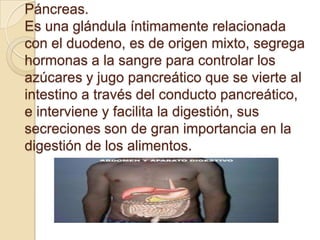 Páncreas.
Es una glándula íntimamente relacionada
con el duodeno, es de origen mixto, segrega
hormonas a la sangre para controlar los
azúcares y jugo pancreático que se vierte al
intestino a través del conducto pancreático,
e interviene y facilita la digestión, sus
secreciones son de gran importancia en la
digestión de los alimentos.
 