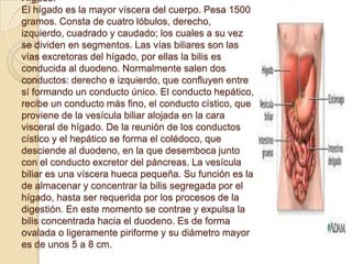 Hígado.
El hígado es la mayor víscera del cuerpo. Pesa 1500
gramos. Consta de cuatro lóbulos, derecho,
izquierdo, cuadrado y caudado; los cuales a su vez
se dividen en segmentos. Las vías biliares son las
vías excretoras del hígado, por ellas la bilis es
conducida al duodeno. Normalmente salen dos
conductos: derecho e izquierdo, que confluyen entre
sí formando un conducto único. El conducto hepático,
recibe un conducto más fino, el conducto cístico, que
proviene de la vesícula biliar alojada en la cara
visceral de hígado. De la reunión de los conductos
cístico y el hepático se forma el colédoco, que
desciende al duodeno, en la que desemboca junto
con el conducto excretor del páncreas. La vesícula
biliar es una víscera hueca pequeña. Su función es la
de almacenar y concentrar la bilis segregada por el
hígado, hasta ser requerida por los procesos de la
digestión. En este momento se contrae y expulsa la
bilis concentrada hacia el duodeno. Es de forma
ovalada o ligeramente piriforme y su diámetro mayor
es de unos 5 a 8 cm.
 