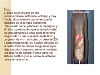 Bazo.
El bazo es un órgano de tipo
parenquimatoso, aplanado, oblongo y muy
friable, situado en el cuadrante superior
izquierdo de la cavidad abdominal,
relacionado con el páncreas, el diafragma y
el riñón izquierdo. Aunque su tamaño varía
de unas personas a otras suele tener una
longitud de 12 cm, una anchura de 8 cm y
un grosor de 4 cm así como un peso de 200
g aproximadamente. Su función principal es
la destrucción de células sanguíneas rojas
viejas, producir algunas nuevas y mantener
una reserva de sangre. Forma parte del
sistema linfático y es el centro de actividad
del sistema inmune.
 