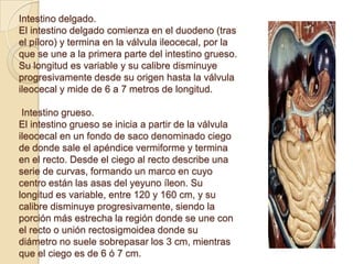 Intestino delgado.
El intestino delgado comienza en el duodeno (tras
el píloro) y termina en la válvula ileocecal, por la
que se une a la primera parte del intestino grueso.
Su longitud es variable y su calibre disminuye
progresivamente desde su origen hasta la válvula
ileocecal y mide de 6 a 7 metros de longitud.
Intestino grueso.
El intestino grueso se inicia a partir de la válvula
ileocecal en un fondo de saco denominado ciego
de donde sale el apéndice vermiforme y termina
en el recto. Desde el ciego al recto describe una
serie de curvas, formando un marco en cuyo
centro están las asas del yeyuno íleon. Su
longitud es variable, entre 120 y 160 cm, y su
calibre disminuye progresivamente, siendo la
porción más estrecha la región donde se une con
el recto o unión rectosigmoidea donde su
diámetro no suele sobrepasar los 3 cm, mientras
que el ciego es de 6 ó 7 cm.
 