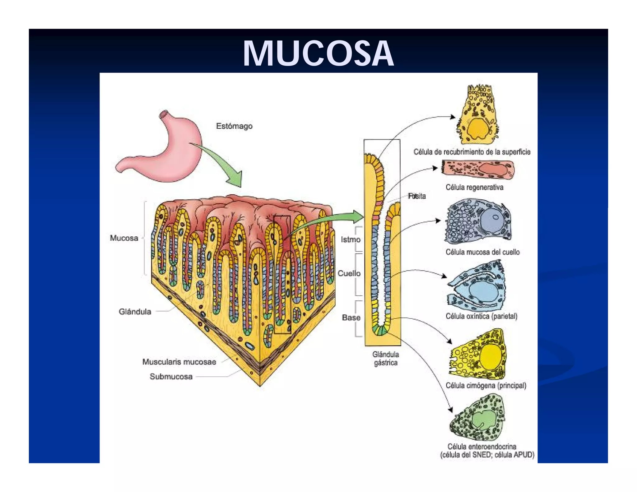 MUCOSA

 