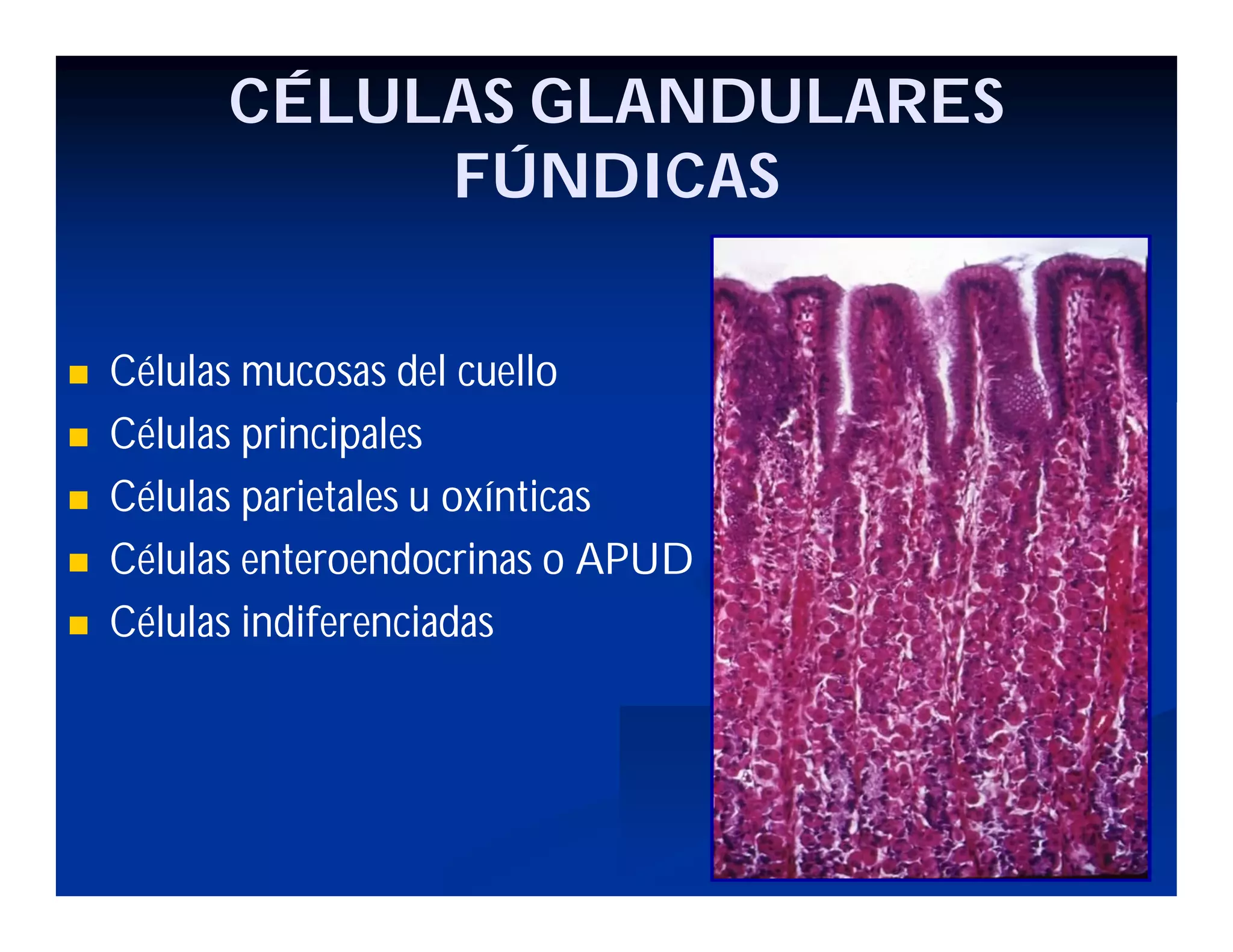 CÉLULAS GLANDULARES
FÚNDICAS






Células mucosas del cuello
Células principales
Células parietales u oxínticas
Células enteroendocrinas o APUD
Células indiferenciadas

 
