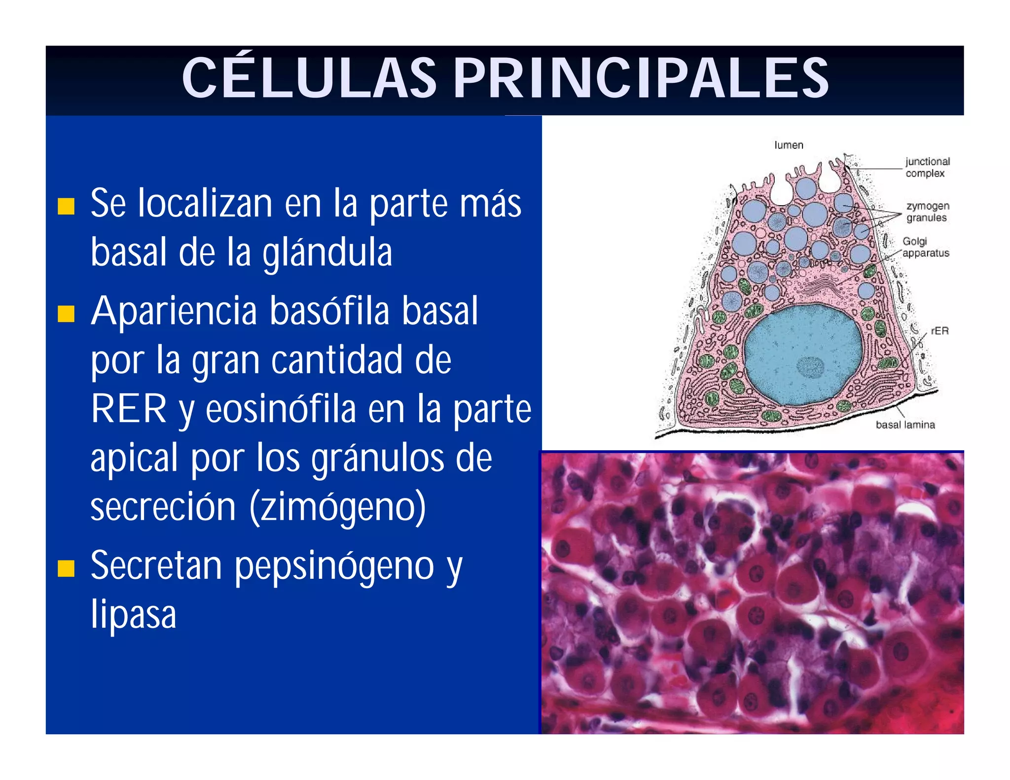 CÉLULAS PRINCIPALES






Se localizan en la parte más
basal de la glándula
Apariencia basófila basal
por la gran cantidad de
RER y eosinófila en la parte
apical por los gránulos de
secreción (zimógeno)
Secretan pepsinógeno y
lipasa

 